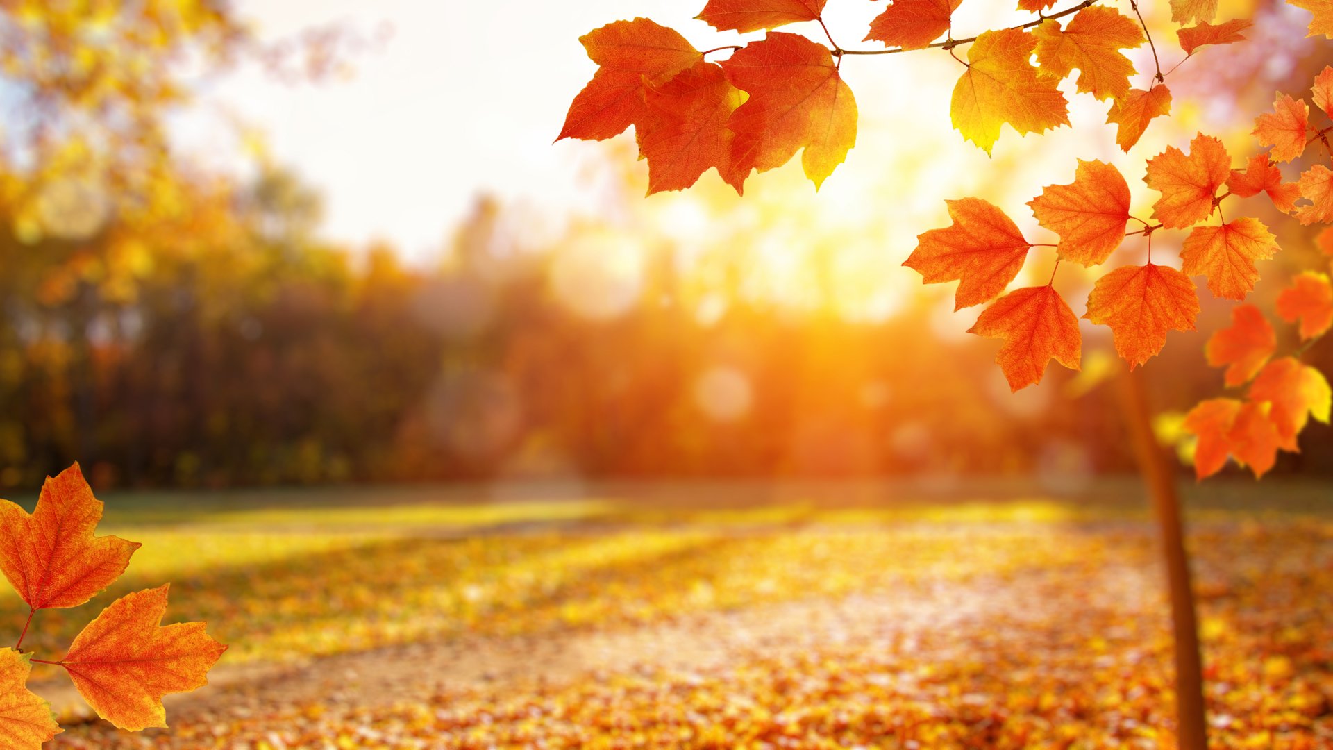 Fall Leaves at Sunrise.